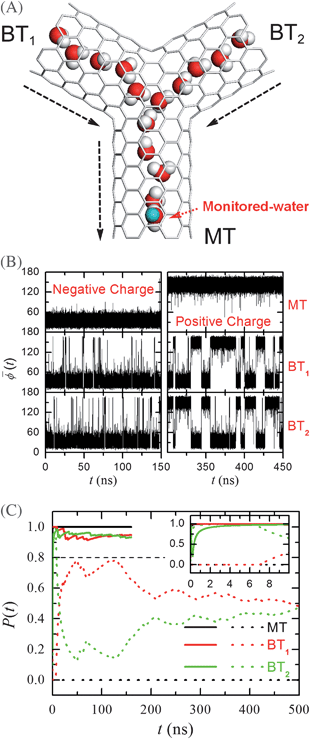 (A) A schematic snapshot of the simulation system in side-view (the xz plane). The Y-SWNT features a main tube (MT) and two branch tubes (BT1, BT2) positioned in the same plane (the xz plane). The angle between each two neighbouring SWNTs is 120°. Small angular changes do not affect the results. The single-walled carbon nanotubes are represented by grey lines. Water molecules are shown with oxygen in red and hydrogen in grey. Water molecules outside the nanotubes are omitted in the figure. The green sphere represents the imposed charge. The lengths of MT, BT1 and BT2 are 1.44 nm, 1.21 nm and 1.21 nm, respectively. (B) The average dipole angle (t) of the water orientations inside the MT, BT1 and BT2 for a negative charge (left) and a positive charge (right). (C) The probabilities of the dipole orientations P(t) in different tubes for a negative charge (solid lines) and a positive charge (dashed lines). P(t) for a negative charge converges to about 1.0 within a few nanoseconds. (Reprinted from ref. 36. Copyright 2007, Proceedings of National Academy of Sciences USA).