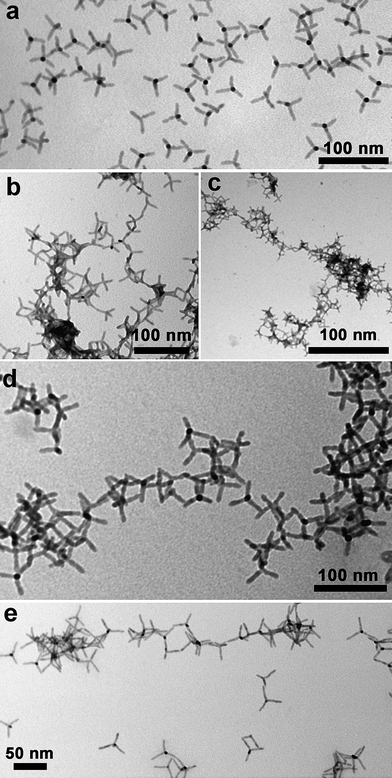 (a) Wide-field low magnification TEM image of CdSe@CdTe tetrapods prepared by the seeded-growth approach and coated with alkylphosphonic acids. The tetrapods consist of CdSe ‘sphalerite’ seeds, onto which four wurtzite CdTe arms were grown; (b–c) the same tetrapods assembled by addition of acetic acid, followed by sonication for 30 min; (d) by addition of trimethylchlorosilane; and (e) by addition of hydrazine. The solvent in all cases was toluene. The samples were freshly prepared in solution, a drop of solution was deposited on a carbon coated copper grid, and the solvent was allowed to evaporate. The networks imaged under TEM represent what is left under solvent evaporation. It is possible that they differ from the networks in solution by many aspects, because several processes might occur during evaporation: bigger networks might break into smaller networks as a result of convective flow; separate smaller networks might aggregate at the later stages of solvent evaporation due to strong van der Waals interactions; a network could partly collapse as a result of escape of solvent that was previously entrapped in between the tetrapods.