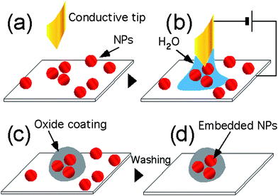 Scheme of nanoembedding. (a) NPs are deposited on the surface. (b) A conductive tip, or stamp protrusion, is placed in proximity of the NP in a vapour rich environment that forms a meniscus, after that a bias is applied, oxidizing the surface. (c) The NPs under the stamp protrusion are embedded into the oxide coating. (d) Non-embedded NPs are removed by washing the sample.