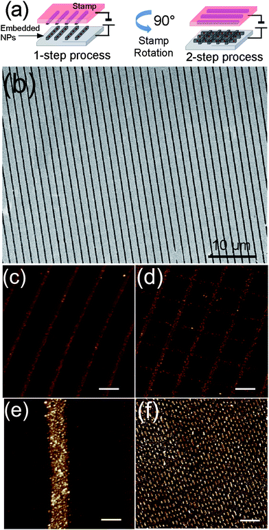 (a) Scheme of 2-step nanoembedding; (b) 60 × 40 µm2 SEM micrograph of CoFe2O4 NPs embedded on silicon oxide inside parallel stripes; (c) corresponding AFM (zoom) image; bar is 1 µm, Z scale 0–20 nm; (d) results of 2-step n-EM obtained from sample b after repeating the process rotating the same stamp by 90°; bar is 1 µm, Z scale 0–20 nm; (e) single stripe of CoFe2O4 NPs embedded at high density of NPs (∼300 NPs µm−2); bar is 200 nm, Z scale 0–20 nm; (f) demonstration of a logic pattern obtained from the replica of a digital video disk; bar is 3 µm, Z scale 0–25 nm.