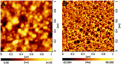 Typical AFM images of the thin film of (P4VP-PS-P4VP)n-capped Au NPs. (A) morphology image and (B) phase image.