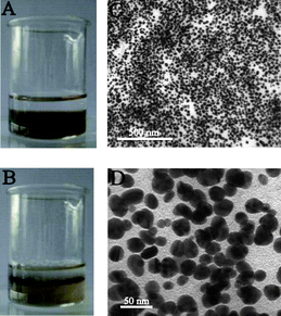 (A) The biphasic mixture with a colorless diethyl ether phase on top and a brown (DMF–H2O) phase containing (P4VP-PS-P4VP)n-capped Ag NPs below. (B) A thin film of (P4VP-PS-P4VP)n-capped Ag NPs formed at the (DMF–H2O)/diethyl ether interface after stirring. (C) TEM image of the thin film of (P4VP-PS-P4VP)n-capped Ag NPs at low magnification. (D) TEM image of the thin film of (P4VP-PS-P4VP)n-capped Ag NPs at higher magnification.