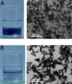 (A) The biphasic mixture with colorless diethyl ether phase on top and the violet (DMF–H2O) phase containing (P4VP-PS-P4VP)n-capped Au nanorods below. (B) A thin film of (P4VP-PS-P4VP)n-capped Au nanorods formed at the (DMF–H2O)/diethyl ether interface after stirring. (C) TEM image of the thin film of (P4VP-PS-P4VP)n-capped Au nanorods at low magnification. (D) TEM image of the thin film of (P4VP-PS-P4VP)n-capped Au nanorods at higher magnification.