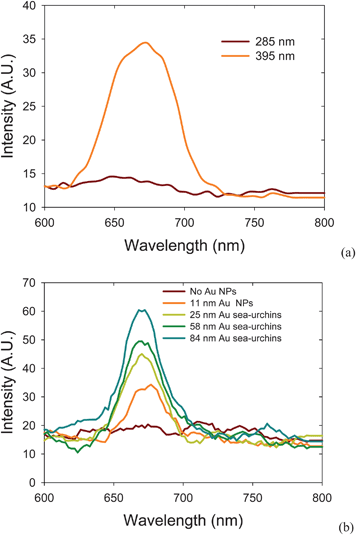 Photoluminescence of (a) Bacopa caroliniana leaf with 285 and 395 nm light and (b) Au NPs and NSUs on Bacopa caroliniana leaf with 285 nm light. When Bacopa caroliniana leaf radiates with 285 nm light, the leaf does not produce photoluminescence in the visible light regime. By radiating under ∼400 nm gold NSUs luminescence, the leaf can produce red light photoluminescence.