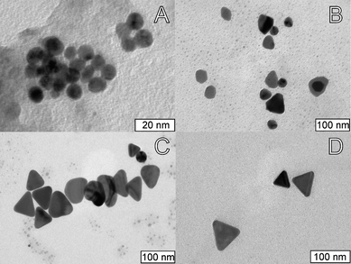 Representative TEM images of samples obtained after irradiation for (A) 30 min; (B) 60 min; and (C) 120 min. (D) Representative TEM image of the nanotriangles obtained after 120 min irradiation and ripening for 24 h in the dark.