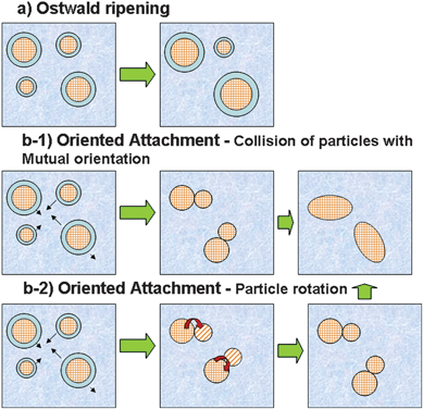 Schematic representation of nanocrystal growth controlled by a) OR and b) OA.