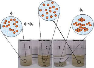 Schematic representation of the relationship between the visual aspect of the colloidal state and the resulting suspension structure. Vial 1 shows a weakly flocculated colloidal state, vials 2 and 4 show a dispersed colloidal state, and vial 3 shows a strongly flocculated state.