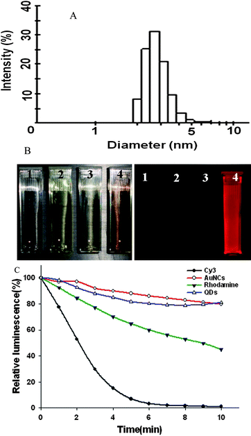 (A) Hydrodynamic size and size distribution of the AuNCs. (B) Photographs of BSA solution (1), HAuCl4 solution (2), mixture of BSA and HAuCl4 solution (3) and AuNCs solution (4) under visible (top) and 465–495 nm excitation (bottom) obtained with in vivo optical imaging system (excitation, 465–495 nm; emission, 580–780 nm). (C) Photostability of the AuNCs by compared with Cy3, Rhodamine and QDs, respectively.