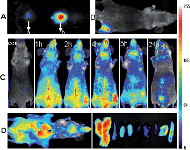 
          In vivo fluorescence image of 100 μl AuNCs injected subcutaneously (a – 0.235 mg ml−1, b – 2.35 mg ml−1) (A) and intramuscularly (2.35 mg ml−1) into the mice (B). (C) Real-time in vivo abdomen imaging of intravenously injected with 200 μl of AuNCs (2.35 mg ml−1) at different time points, post injection. (D) Ex vivo optical imaging of anatomized mice with injection of 200 μl of AuNCs (2.35 mg ml−1) and some dissected organs during necropsy at 5 h pi. The organs are liver, spleen, left kidney, right kidney, heart, lung, muscle, skin and intestine from left to right.