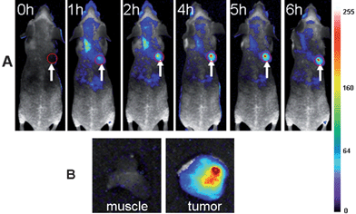 (A) Fluorescence images of mice bearing an MDA-MB-45 tumor. Strong signal from AuNCs was observed in the tumor (marked by the red circle), demonstrating significant passive accumulation in the tumor by the EPR effect. The arrowheads indicated the tumor. (B) Ex vivo fluorescence image of the tumor tissue and the muscle tissue around the tumor from the mice used in A.