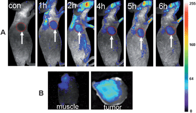 (A) Fluorescence images of a mice bearing a Hela tumor. Strong signal from AuNCs was observed in the tumor (marked by the red circle). The arrowheads indicate the tumor. (B) Ex vivo fluorescence images of the tumor tissue and the muscle tissue around the tumor from the mice used in A.