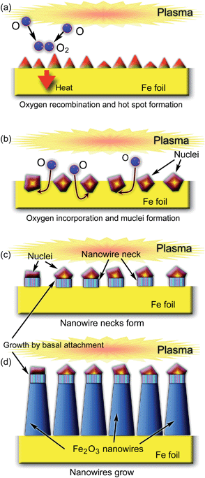 Nucleation and growth of Fe2O3 nanowires via a vapor–solid–solid mechanism.