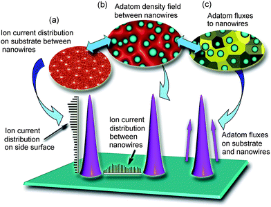 Three-dimensional topographies of microscopic ion fluxes, adatom density fields, and adatom fluxes in the arrays of growing nanowires make it possible to compute the nanowire shapes and growth rates at advanced growth stages.