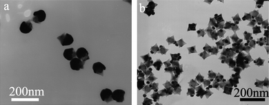 TEM images of PbS–Au nanostar–nanoparticle heterodimers formed at 27 °C with different PbS concentrations: (a) 0.08 mM and (b) 1.6 mM.