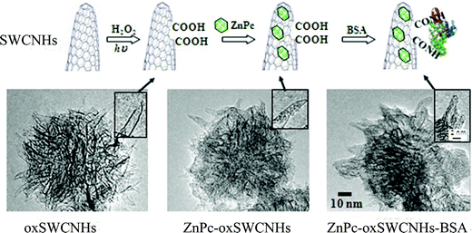 Preparation of ZnPc-oxSWCNHs-BSA. (A) Diagram showing steps in the production of ZnPc-oxSWCNHs-BSA. The SWCNHs were visualized by TEM at each stage of production. (B) oxSWCNHs. (C) ZnPc-oxSWCNHs. (D) ZnPc-oxSWCNHs-BSA. Insets: Magnified images (from ref. 121).