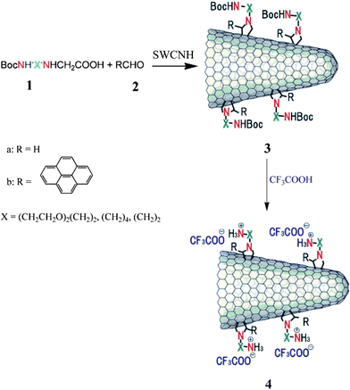 1, 3-dipolar cycloaddition of azomethine ylides to SWCNHs (from ref. 42).