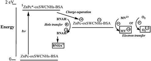 Photoinduced processes for ZnPc-oxSWCNHs-BSA in the presence of MV2+ and 1-benzyl-1,4-dihydro-nicotinamide (BANH) in aqueous solution (from ref. 122).