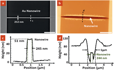 (a) SEM image of a gold nanowire obtained. (b) Atomic Force Microscopy (AFM) topographic image showing the formation of nanotrench on the nanowire after selective polymer dissolution Scale bars for (a) and (b) = 5 µm. (c and d) The corresponding height profiles along lines (c) and (d) indicated in (a) and (b), respectively. As observed, the width of the nanowire is measured to be ∼244 nm, which is consistent with the recoded value in the SEM image and the measured data in the AFM image, indicating the full dissolution of the PMMA layer on the nanowire.