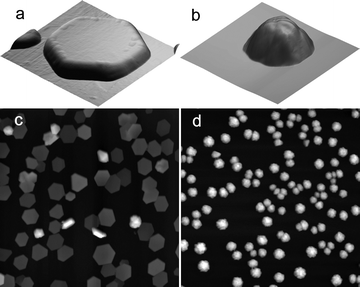 AFM images (5 µm × 5 µm) of Cu islands electrodeposited from (a) 0.1 M CuSO4 + 0.2 M H2SO4 for 200 s and (b) 0.1 M Cu(ClO4)2 + 0.2 M HClO4 for 500 s. Deposition on ruthenium oxide substrate at −64 mV (vs. Cu2+/Cu). Larger area AFM images (50 µm × 50 µm) in (c) sulfate and (d) perchlorate solution under the same conditions.
