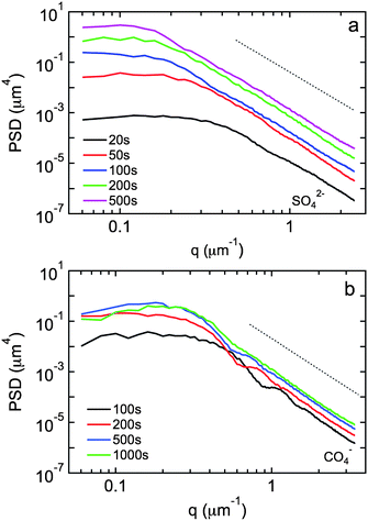 Power spectral densities of surface topology obtained from 50 µm × 50 µm AFM images as a function of time during island growth in (a) sulfate and (b) perchlorate solution. The dotted lines represent an exponent w = 4.