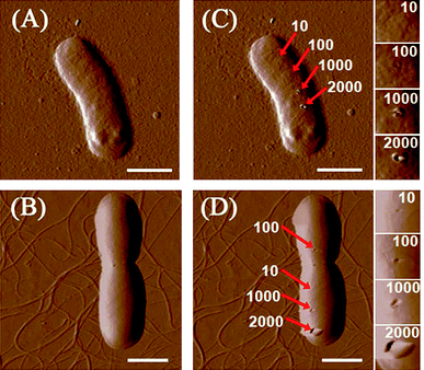 AFM amplitude images of (A) E. coli and (B) B. subtilis. (C) and (D) are, respectively, E. coli and B. subtilis after piercing by a 2 nm AFM tip for 200 times at different locations. Small images on the extreme right are enlarged images of areas punctured by the tip. The deflection set points of the AFM tip are 10, 100, 1000, and 2000 nN. All scale bars are 1 μm.