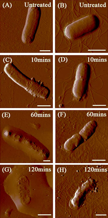 AFM amplitude images of E. coli and B. subtilis (1 mL of bacterial suspensions, 106–107 cfu/mL) after incubation with SWCNT dispersions (10 mL, 5 μg/mL) over different time periods. (A) E. coli before contact with SWCNTs, (B) B. subtilis before contact with SWCNTs, (C, E and G) E. coli after incubated with SWCNTs for 10, 60 and 120 min, respectively, and (D, F and H) B. subtilis after incubated with SWCNTs for 10, 60 and 120 min, respectively. All scale bars are 1 μm.