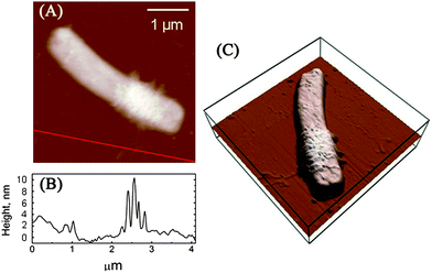 (A) AFM height image of the E. coli cell (the same cell shown on Fig. 1C) after incubation with SWCNT dispersions for 10 min. (B) The height profile along the line in part A. (C) 3D height image of the E. coli cell.