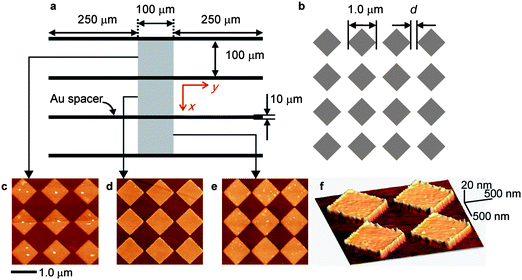 Schematics of the (a) microchannels separated by Au spacer and (b) periodic Au nanogate array fabricated in the middle of each microchannels. (c–e) Two dimensional AFM images of the nanogate fabricated at the100 µm × 100 µm region in the middle of each channel. The gate width d is (c) 218 nm (d) 128 nm (e) 82 nm. (f) Three dimensional AFM image with d = 128 nm.