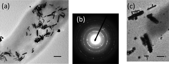 TEM images of (a) the TAR-1 peptide-conjugated nanotube after incubating with PbSe precursors for 20 h when the TAR-1 peptide immobilization on the nanotubes took place in phosphate buffer instead of MES buffer, scale bar = 100 nm. (b) An electron diffraction pattern of (a). (c) The TAR-1 peptide-conjugated nanotube after incubating with PbSe precursors for 1 h when the TAR-1 peptide was immobilized in phosphate buffer, scale bar = 30 nm.