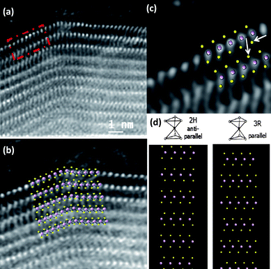(a) Aberration-corrected STEM-HAADF images of a MoS2 nanotube. The atomic resolution image of the area marked by a dash square in (a) is shown in (c), (b) and (c) Detailed atomic distribution of the Mo and S atoms forming the layers with a projected model on top, (d) Structural models of MoS2 showing the 2H and the 3R modifications.