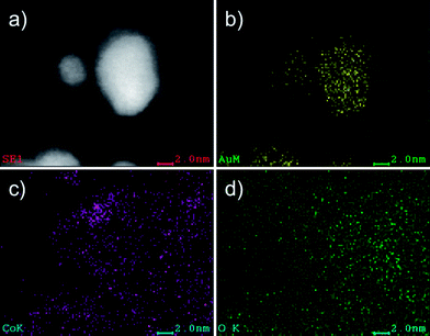 EDX analysis of the nanoparticles after the thermal treatment. a) STEM-HAADF image used as reference. b) Elemental map of Au. c) Elemental map of Co. d) Elemental map of O.