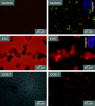 Functionalized MQD based cellular labeling and magnetic separation. Labeled cells/bacteria are imaged under bright field (left panels) and fluorescence mode (right panels). Insets in fluorescence images show the magnetic separation of a MQD labeled bacteria/cell.
