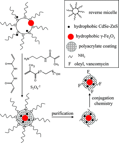 Reverse micelle based coating chemistry strategy in producing MQD probe.