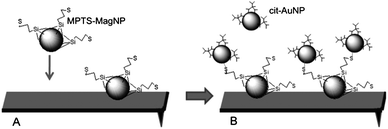 Magnetic binding of MPTS–MagNPs to the MAClever® (A) followed by the chemical recognition of citrate stabilized gold nanoparticles by the adsorbed MPTS–MagNPs (B).