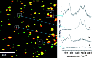 Confocal Raman imaging of the selected MAClever® area in Fig. 4, showing (a) the background spectral distribution, (b, red) the presence of isolated MagNP monitored at 690 cm−1, (c, green) AuNP monitored at 1580 cm−1 and (d, yellow) the associated AuNP/MagNP (690 and 1580 cm−1).