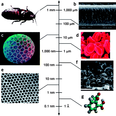 The scale of things. Engineered nanoparticles exist in the same size regime as biological structures. (a) Cockroach; (b) human hair; (c) Polygonum pollen grain; (d) red blood cells; (e) cobalt nanocrystal superlattice; (f) aggregate of half-shells of palladium; (g) aspirin molecule. Reprinted by permission from Macmillan Publishers Ltd: Whitesides GM. The ‘right’ size in nanobiotechnology. Nature Biotechnology, 2003, volume 21, number 10, pp. 1161–1165.