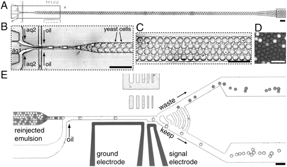 Ultrahigh-throughput screening platform. (A) A low-magnification image of the drop-making device. (B) A suspension of yeast cells displaying horseradish peroxidase (HRP) on their surface (aq1) is combined with a second aqueous stream containing the fluorogenic substrate, amplex ultrared (aq2). The yeast are at a concentration of 1 × 108 cells per mL, which gives an average of 0.3 cells per 6 pL drop after being diluted by half by the substrate stream. The aqueous drops are formed at a flow-focusing junction in a fluorocarbon oil, and the number of cells per drop follows a Poisson distribution: ∼ 22% contain a single cell. (C) The drops flow out of the device into a tube that acts as an incubation line where they incubate for 5 min. (D) A single layer of drops after incubation showing the fluorescence developing from the active HRP displayed on the surface of the cells. (E) From the delay line, the drops flow as a solid plug to a junction where oil is added to separate the drops. To visually demonstrate the sorting process, an emulsion containing light and dark drops was sorted; the light drops contain fluorescein, and the dark contain bromophenol blue. Scale bar, 80 μm. Reproduced from Agresti J.J. et al. Ultrahigh-throughput screening in drop-based microfluidics for directed evolution. Proc. Natl. Acad. Sci. USA, 2010;107(9):4004–9 (copyright 2010 by the National Academy of Sciences).