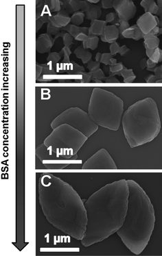 SEM images of the hybrids at BSA concentration of 0.25 (A), 1.13 (B) and 2.00 mg ml−1 (C).