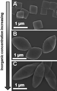 SEM images of the hybrids at calcium concentration of 0.63 (A), 1.56 (B) and 2.50 mM. In all experiments, the ratio of calcium to phosphate in the reaction solution was maintained at 1.67.