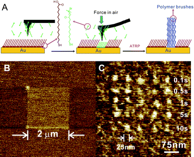 (A) Schematic illustration of the fabrication of polymer brushes by DNL. (B) LFM image of a MUDBr square written by DNL. (C) MUDBr nanodots made by DNL at constant tip–substrate contact force (1000 nN), but different tip–substrate contact time. Each dot was made by indenting the tip onto the MHA-Au one at a time.