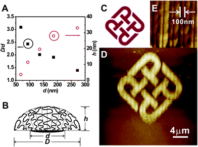 (A) The ratio of PMETAC size to corresponding MUDBr footprint, D/d (solid square), and height of polymer brushes, h (empty circle), versus the MUDBr footprint, d. (B) A model of the nanobrush droplet. The chains at the periphery of the droplet try to spread on the surface, and the relaxation of the chains at the rim of the features creates extra room for neighboring chains further inside the nanobrushes, which relax by tilting away from the normal to the surface and by decreasing the distance between their ends. (C) “PolyU Logo” of the Hong Kong Polytechnic University. (D) AFM topographic image of a PMETAC pattern of PolyU Logo made by DNL and SI-ATRP. (E) A zoomed-in AFM topographic image of D, showing the center-to-center distance of the nanolines is 100 nm, while the width of the lines is ∼75 nm.