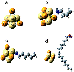 The optimized geometry of (a) CdSe cluster; (b) CdSe with n-BA; (c) CdSe with n-HA and (d) CdSe with OA capping molecule.