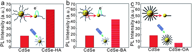 Schematic illustration of PL intensity dependence on charge donation between CdSe and ligands (a) CdSe-HA and (b) CdSe-BA and (c) CdSe-OA.