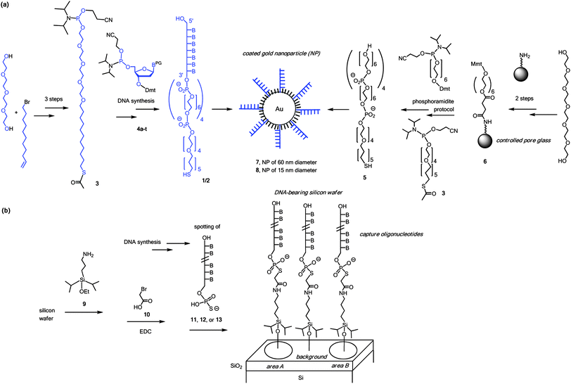Surface chemistries employed. (a) Synthesis of components, and generation of coated nanoparticles; (b) generation of silicon wafers with DNA. Components beyond the molecular scale are shown in cartoon format and are not drawn to scale. B = nucleobase, Dmt = dimethoxytrityl, Mmt = monomethoxytrityl, PG = protecting group for exocyclic amine of nucleobase.