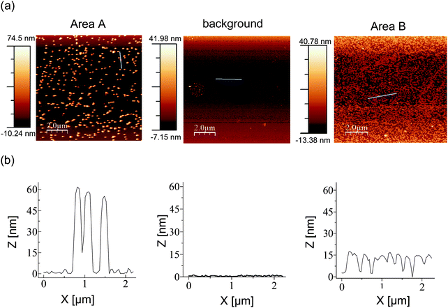 AFM images of representative areas of the surface of a silicon wafer after sorting. (a) AFM images with lines selected for height profiles shown in blue, (b) height profiles.