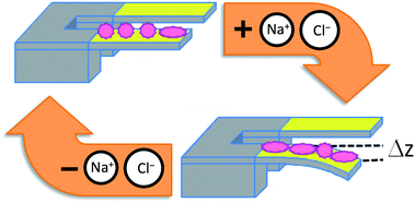 Scheme of a protein driven microcantilever (MC) which is fuelled by cycling the salt concentration of the surrounding solution. A self-assembled monolayer of protein is deposited on the top face of a MC beam (for our experiments we use Au coated Si MC beams). At the starting stage the system is in chemomechanical equilibrium with the surrounding saline buffer solution. Modulation of the salt concentration shifts the conformational equilibrium of the proteins and in turn unbalances the in-plane intermolecular forces within the film. The resultant forces cumulate and trigger a macroscopic surface work (i.e. induce a change of the surface pressure) that the MC counterbalances by bending till chemomechanical equilibrium is restored. Note: to rule out “unspecific” effects, the MC bending, Δz, is referred to an unmodified MC (reference MC).