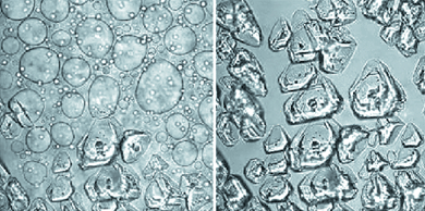 Bright field imaging of nucleation of crystals of glucose isomerase within dense liquid droplets. Polyethylene glycol with molecules mass 10 000 g mol−1 (PEG 10000) used to induce crystallization. The time interval between the left and right images is 380 s. Cprotein = 55 mg ml−1, CPEG = 9.5%, 0.5 M NaCl, 10 mM Tris pH = 7; dimensions of each image: 326 μm × 326 μm. With permission from Ref. 66.