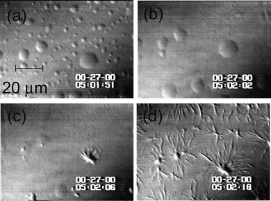 The nucleation of polymers of deoxy sickle cell hemoglobin (HbS) in dense liquid droplets existing in solution of this protein. Concentration of HbS is 220 mg ml−1. (a)–(d) temperature is lowered from 42 to 35 °C, the smaller of the dense liquid droplets disappear, while the larger ones serve as nucleation centers for HbS spherulites. Spherulites also appear at the locations where smaller droplets have been, apparently because of the undissipated locally higher concentration. Time elapsed between (a) and (d) is 27 s, as indicated in the panels. With permission from Ref. 67.