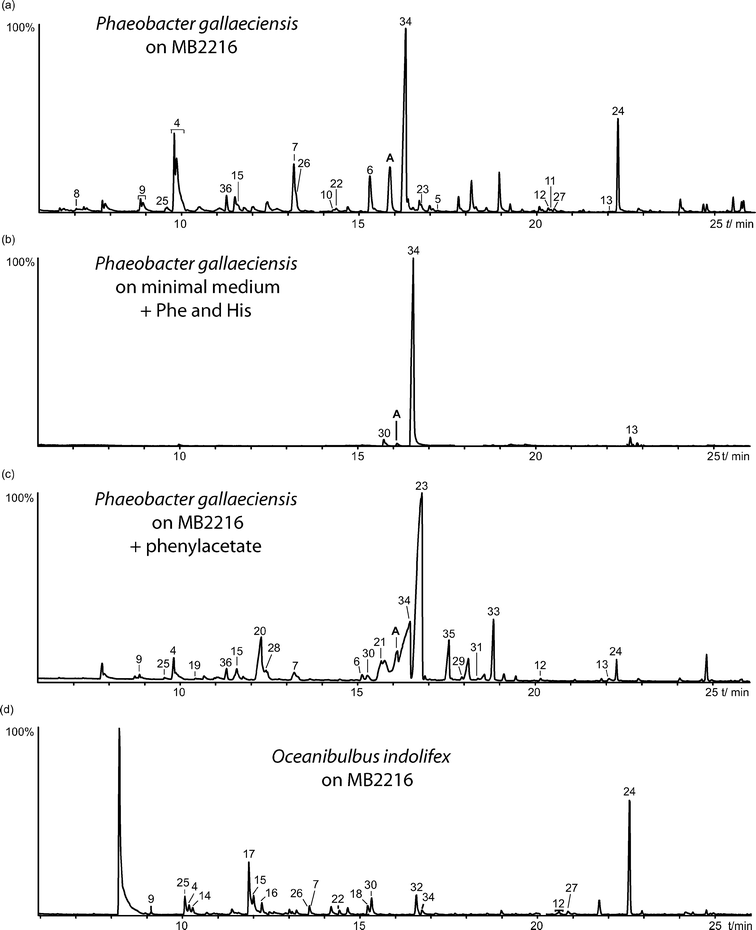 Total ion chromatogram of headspace extracts of P. gallaeciensis DSM17395 grown on MB2216 (a), P. gallaeciensis grown on a minimal medium containing l-phenylalanine and l-histidine (b), P. gallaeciensis grown on MB2216 containing phenylacetate (c), and of O. indolifex HEL-45 grown on MB2216 (d). Compound A proved to be identical to 42b.