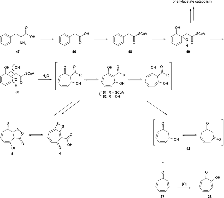 Biosynthesis of tropone (37), tropone hydrate (42), and tropolone (38) in P. gallaeciensis DSM17395.